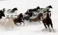 chevaux de course sur la neige